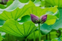 2022中伏圆明园荷花并蒂莲