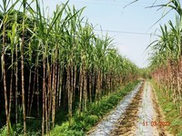 甘蔗与土法制糖