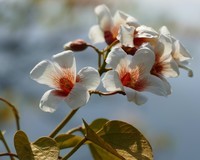 油        桐        花