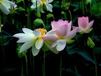 文峰公园荷花绽放=18