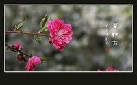 红红火火的碧桃花