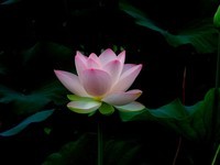 文峰公园荷花绽放=17