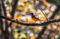 北红尾鸲(三十)