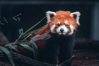 动物园试新镜头Z100-400