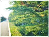 适马50-1.4二代镜头