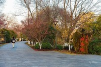 元旦游走白马湖公园