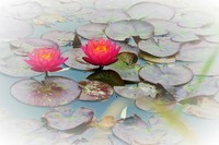 【莲韵——】摄于虹桥中心花园