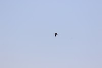 河对面拍照的人们