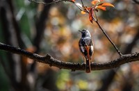 北红尾鸲(三十一)