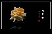 鲜艳漂亮的月季花