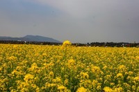 隆平水作公园--油菜花2