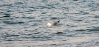 海鸥海边捕食海肠