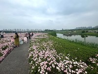 月见草花海来打卡--洋湖湿地3