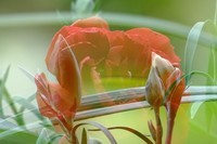 一组康乃馨习作