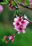 桃花报春
