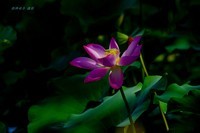 夏末圆明园几朵荷花光影