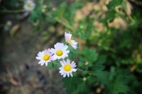 小菊花