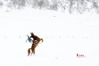 快乐的牧马人(53)