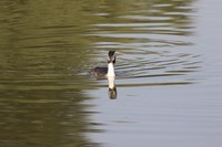 水中自由自在的游玩