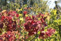 公园中的游客小息