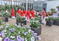 沙湖公园花卉展