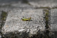 尼康AF-S 尼克尔 28-300mm搭配Z72试拍