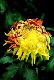 菊花-1