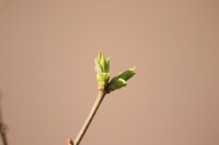 春天来了树发芽了