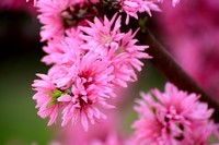 轻便好用的 小驴炮