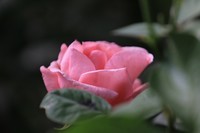 散步拍拍花花草草