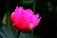 楞严寺公园荷花绽