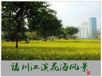 福建福州------江滨花海风景(中)