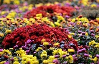 菊花-2