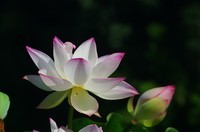 发几张老片试试