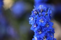 绣球花