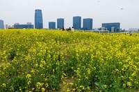 东沙湖边的油菜花开了