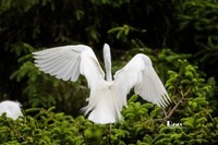 鹭岛里的白鹭(7)