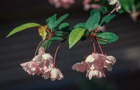 小区拍的花花