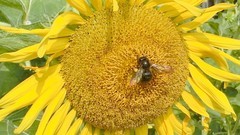 葵花朵朵向阳开