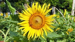 葵花朵朵向阳开