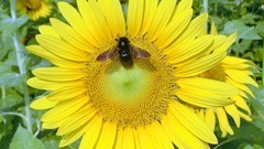 葵花朵朵向阳开