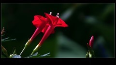 《红茑萝花》。