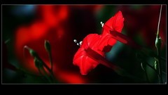 《红茑萝花》。