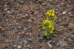 二次穿越狼山之狮子山（上）