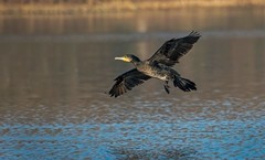 鸬鹚（三十六）