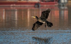 鸬鹚（三十六）