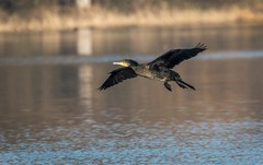 鸬鹚（三十六）