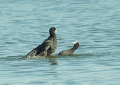 好斗的黑水鸡（7）