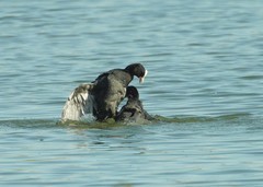 好斗的黑水鸡（7）