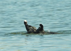 好斗的黑水鸡（7）